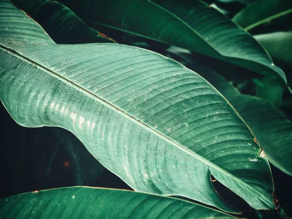 Beautiful of green tropical leaves