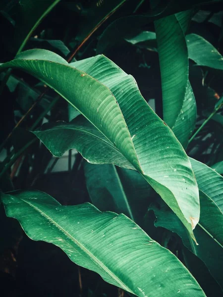 Hermosa Hojas Tropicales Verdes — Foto de Stock