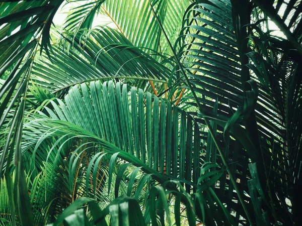 Zöld Trópusi Levelek Szépsége — Stock Fotó
