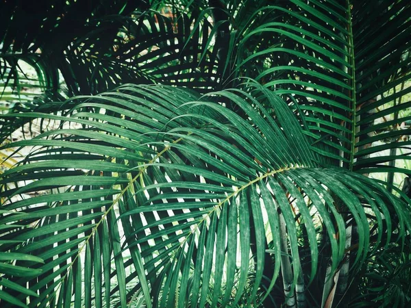 Zöld Trópusi Levelek Szépsége — Stock Fotó