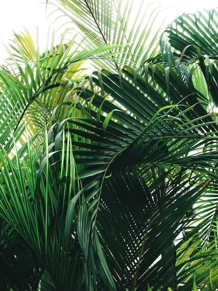 Linda Folhas Tropicais Verdes Isolar Fundo Branco — Fotografia de Stock