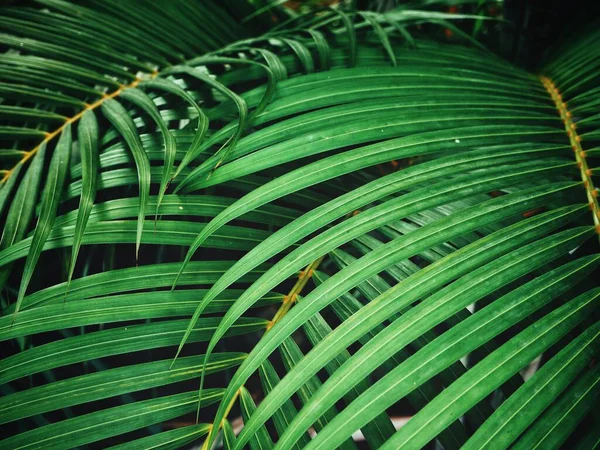 Bela Folhas Tropicais Verdes — Fotografia de Stock