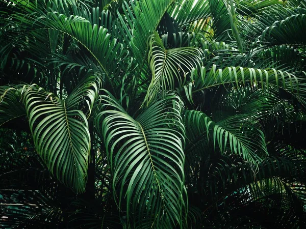 Hermosa Hojas Tropicales Verdes —  Fotos de Stock