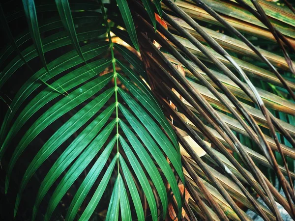 Hermosa Hojas Tropicales Verdes —  Fotos de Stock