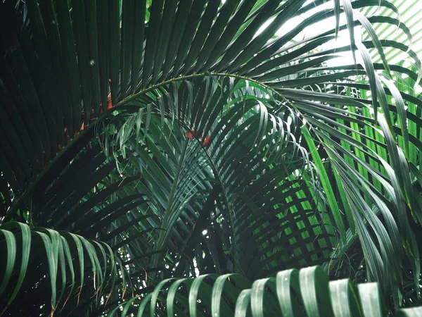 Beautiful of green tropical leaves