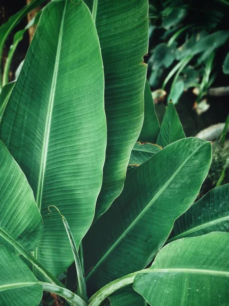 Hermosa Hojas Tropicales Verdes —  Fotos de Stock