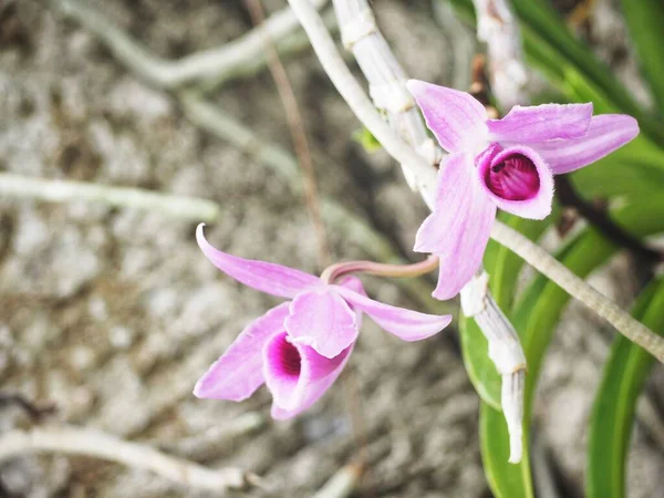 Schöne Rosa Orchideenblüten — Stockfoto