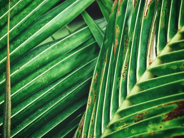 Hermosa Hojas Tropicales Verdes —  Fotos de Stock