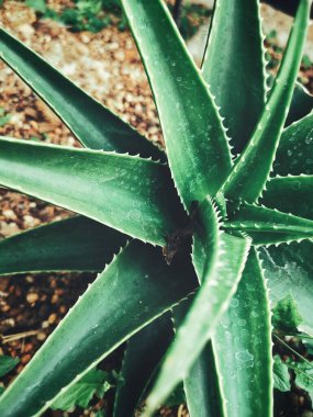 Aloe vera 'ya yaklaş