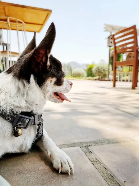 Schattig Van Witte Chihuahua Hond — Stockfoto