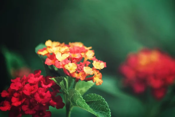 赤い春の花の美しさ — ストック写真