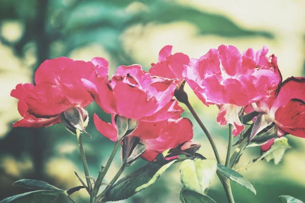 Hermosa Flor Rosa Vintage — Foto de Stock