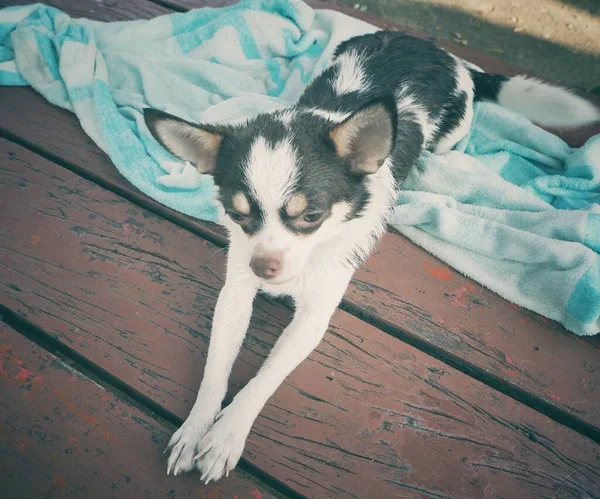 Lindo Perro Chihuahua Después Baño Toalla — Foto de Stock