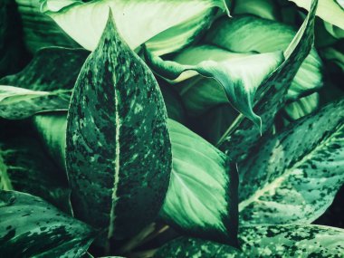 Yeşil tropik yaprakların güzelliği