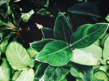 Yeşil tropik yaprakların güzelliği