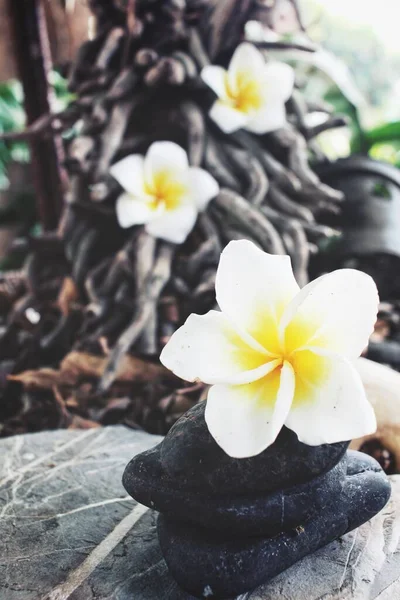 Stone Flower Spa Concept — Stock Photo, Image