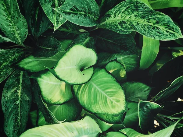 Piękne Zielone Liście Tropikalne — Zdjęcie stockowe