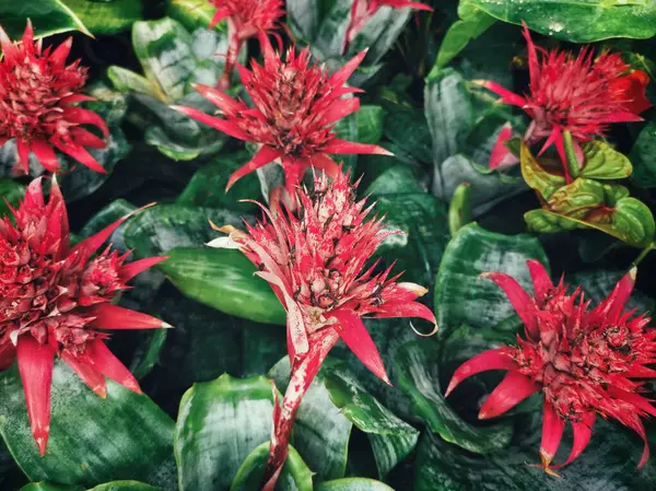 Mooi Van Rode Bloemen Bladeren — Stockfoto