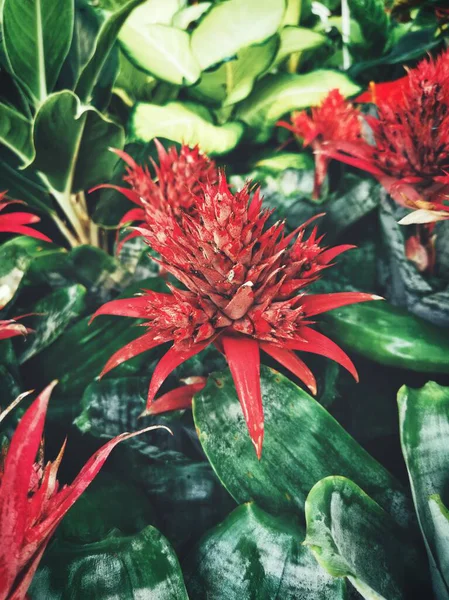 Beautiful Red Flowers Leaves — Stock Photo, Image