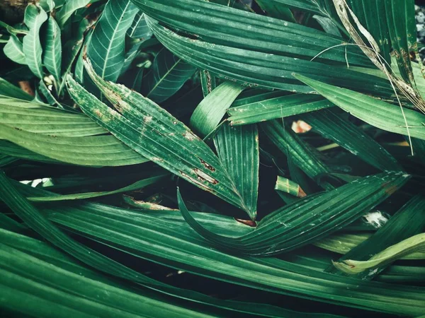 Bela Folhas Tropicais Verdes — Fotografia de Stock