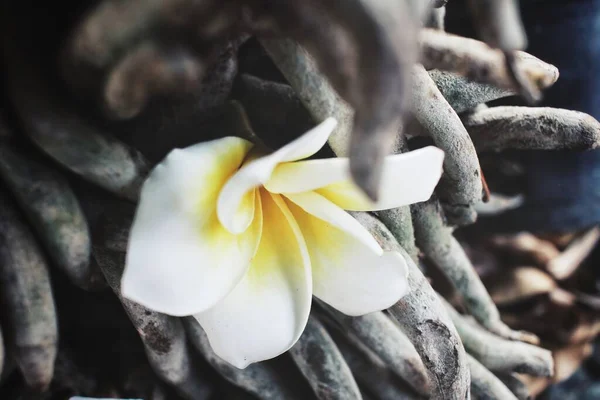 Beyaz Frangipani Tropik Çiçeklerinin Güzelliği — Stok fotoğraf