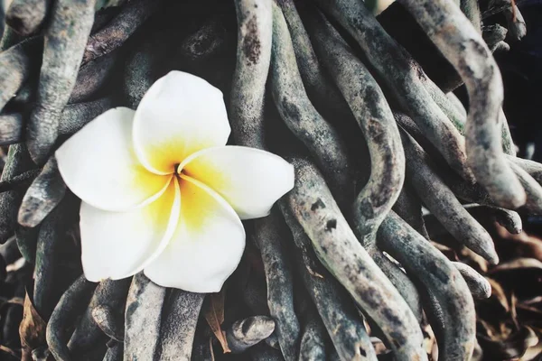 Beautiful White Frangipani Tropical Flowers — Stock Photo, Image