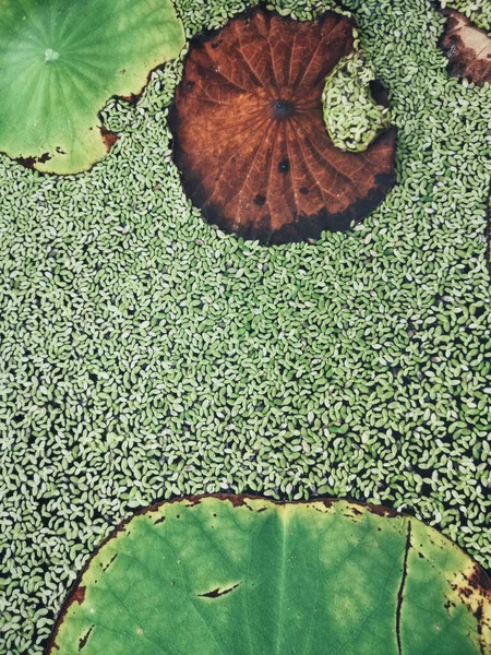 蓮の葉の美しい — ストック写真