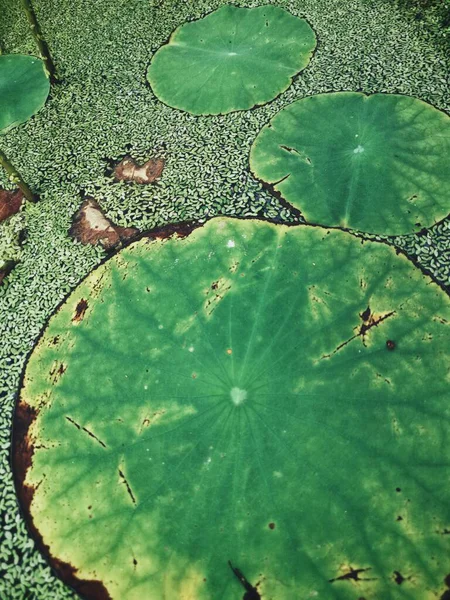 Beautiful Lotus Green Leaves — Stock Photo, Image