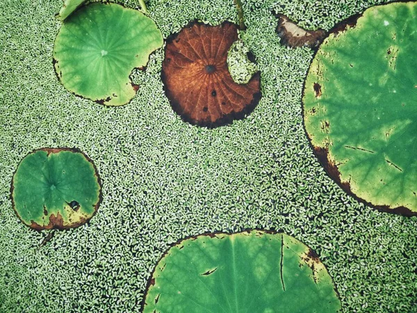 Beautiful Lotus Green Leaves — Stock Photo, Image