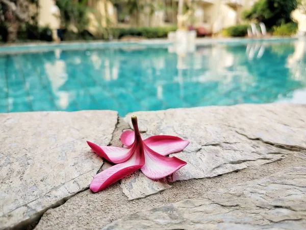 Krásné Růžové Frangipani Tropické Květiny Bazén — Stock fotografie