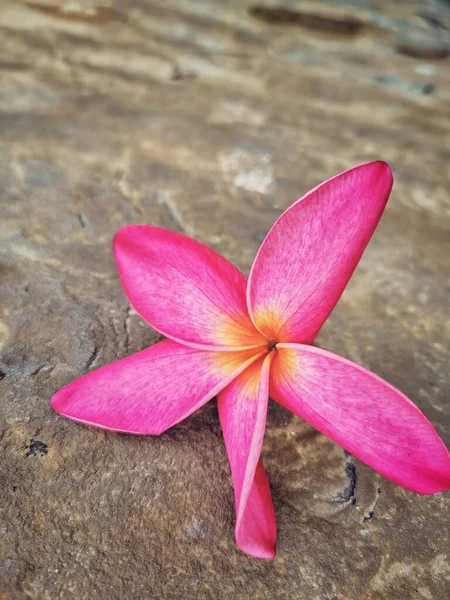 美丽的粉红羊绒热带花 — 图库照片