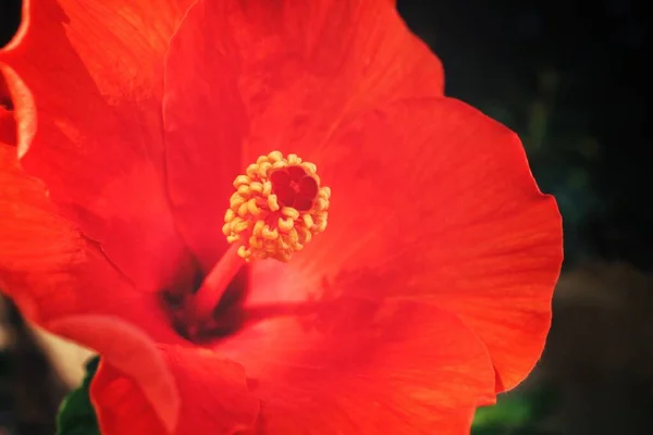 Beautiful Tropical Flowers — Stock Photo, Image