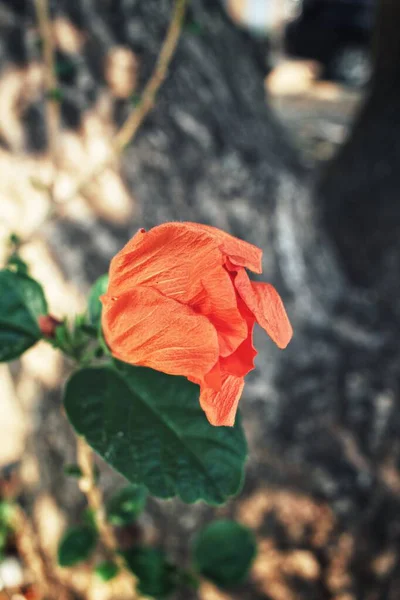 Vackra Tropiska Blommor — Stockfoto