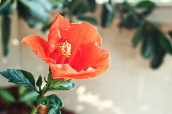 Красиві Тропічні Квіти — стокове фото