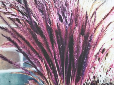 Kurumuş çiçeklerin güzelliği