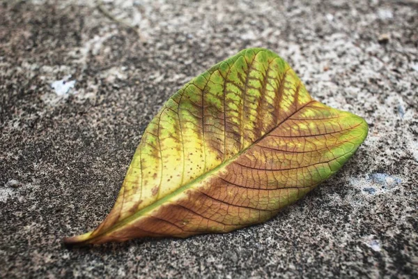 Belle Feuilles Séchées Brunes — Photo