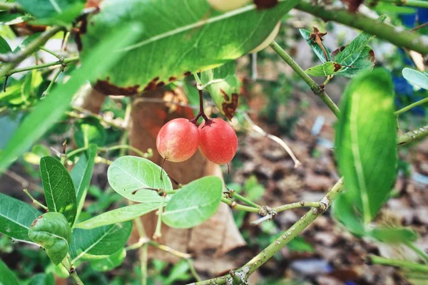 奇迹般的果实和树上的叶子 — 图库照片