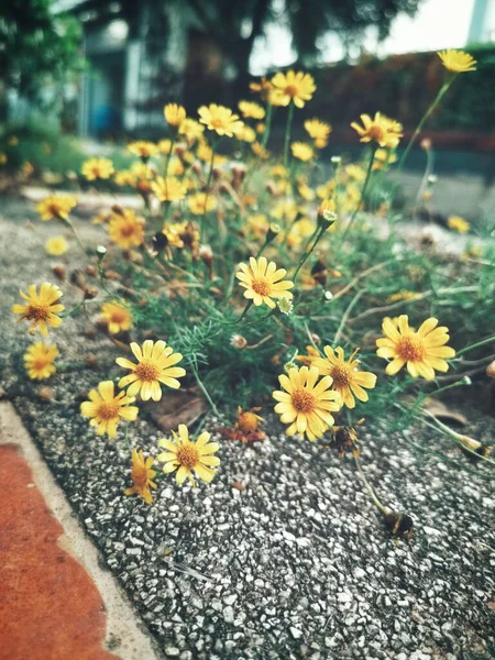 Schön Von Gelben Gänseblümchen Blume — Stockfoto