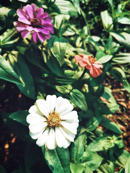 Vacker Vita Krysantemum Blommor — Stockfoto