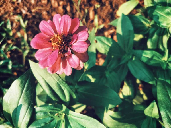 Красива Рожева Квітка Хризантеми — стокове фото