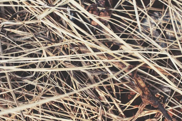 Schöne Von Gras Getrocknete Blätter — Stockfoto