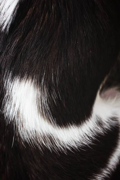 Hund Päls Bakgrund Eller Struktur — Stockfoto