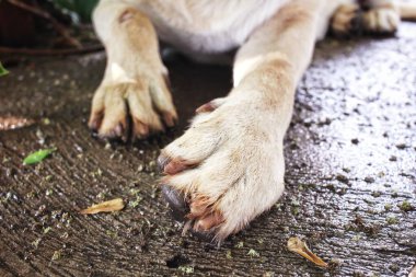 Labrador köpeğini kapat.