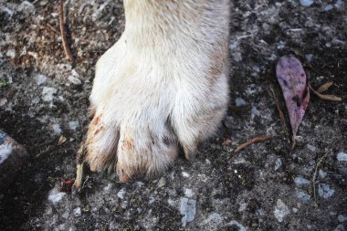 Labrador köpeğini kapat.