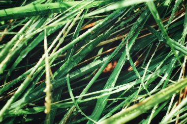 Yeşil otlar ve su damlaları