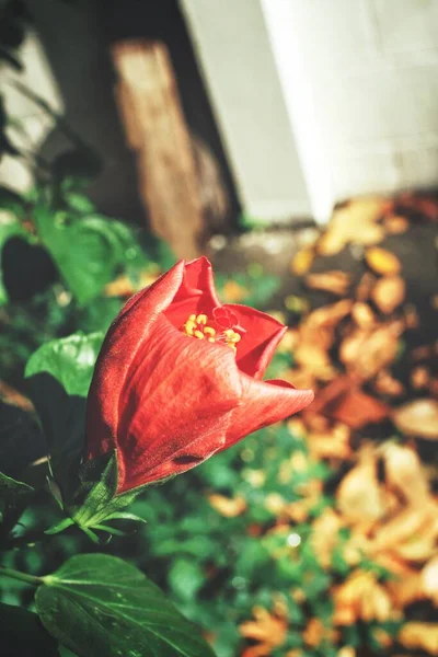 Όμορφη Του Ιβίσκου Πορτοκαλί Τροπικά Λουλούδια — Φωτογραφία Αρχείου