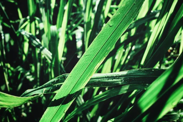 Grönt Gräs Blad Och Vattendroppar — Stockfoto