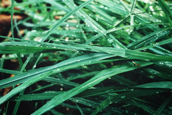 Folha Grama Verde Gotas Água — Fotografia de Stock