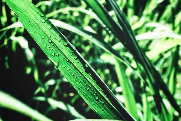 Césped Verde Gotas Agua —  Fotos de Stock