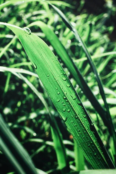 Green Grass Leave Water Drops — Stock Photo, Image
